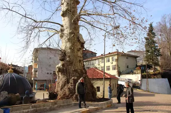 5 asırlık çınar ağacı mahallenin sembolü haline geldi