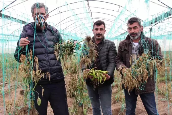 Mersin'i zirai don vurdu, seralarda ürün kalmadı