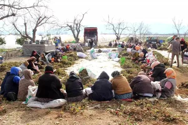 Aydın'da çilek fidelerinin gençleştirilmesi için yüzlerce işçi tarlaya indi