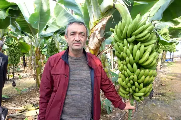 Seradan 8 TL'ye çıkan muz üreticinin yüzünü güldürüyor