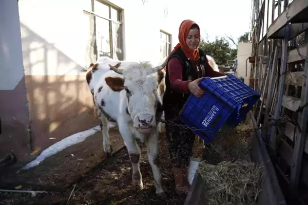 Konyaaltı'nda doludan zarar gören hayvancılara Büyükşehir'den destek