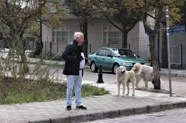 Mahra'nın ölümüne sebep olan köpekler mahallede korku salmaya devam ediyor