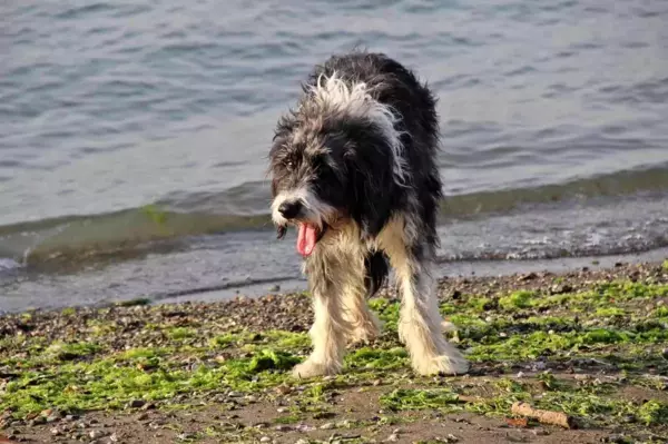 'Yürüyemeyecek' denilen köpeği kredi çekerek ayağa kaldırdı