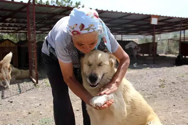 500'ü aşkın köpeğe barınakta bakan 'İnci anne' hayırseverlerden yardım istiyor