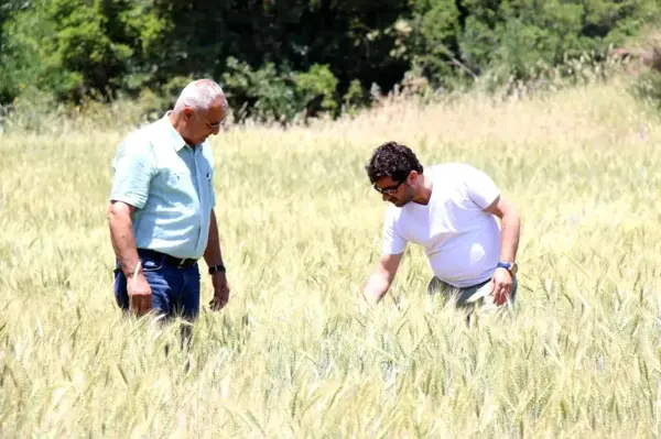 Antalya Büyükşehir'in Tohum Desteği Yüz Güldürdü