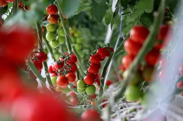 Yılda 1250 ton domates üretimi hedeflenen merkez dünya piyasasına açılacak