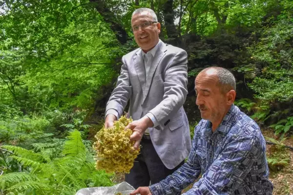 Bursa'nın dünyaca ünlü ıhlamur ormanlarında hasat başladı