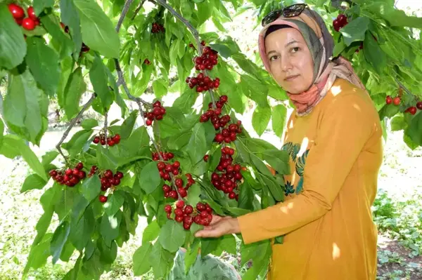 Napolyon türü kirazlar üreticinin yüzünü güldürüyor