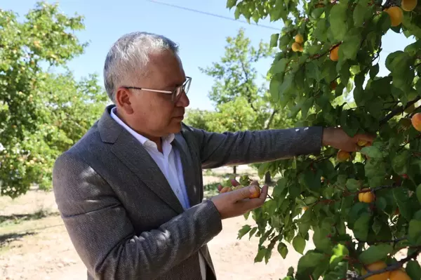 Kayısı üretiminde ilk 10'da yer alan Gürün'de hasat başladı