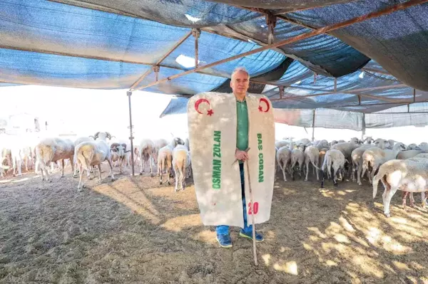 Çoban kepeneği giyen Başkan Zolan koyun kırktı