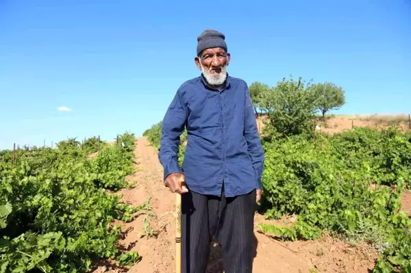 91 yıldır bitmeyen ağaç sevgisi: 40 binden fazla ağaç dikti