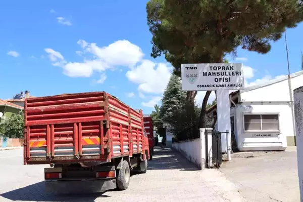 Çorum haberleri! Osmancık TMO, hububat alımında rekor kırıyor