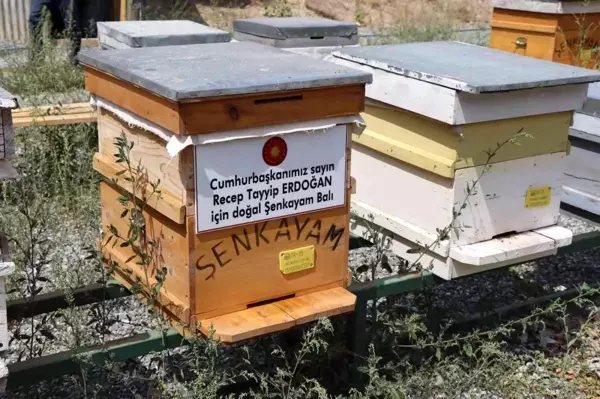 Cumhurbaşkanı için doğal 'Şenkayam Balı' ürettiler