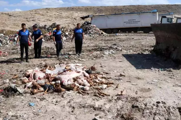 Şanlıurfa haberi! Haliliye' de bozuk 3 ton et imha edildi