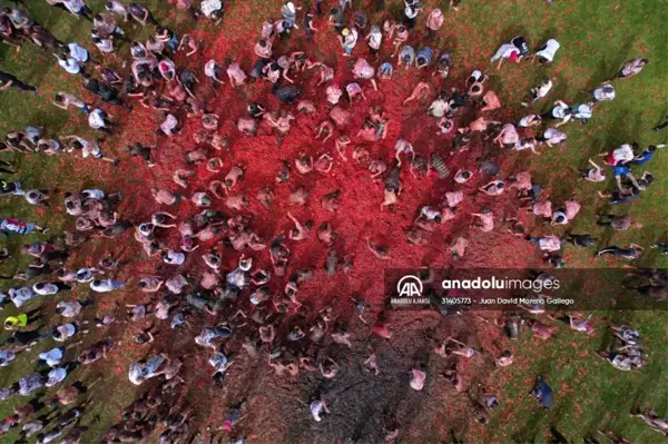 Kolombia'daki domates festivali renkli görüntülere sahne oldu