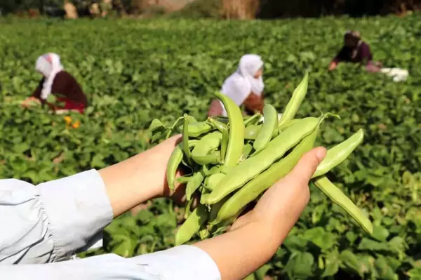 Gevaş Fasulyesi Coğrafi İşaret Tescili Aldı