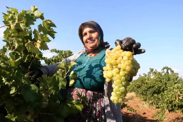 Depremin Vurduğu Hatay'da Üzüm Hasadı Başladı: Fiyatlar Yüksek