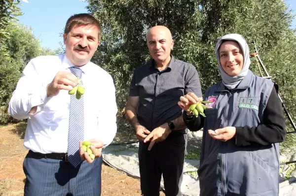 Karaman'da Türkiye'nin En Kaliteli Zeytini İçin Hasat Başladı