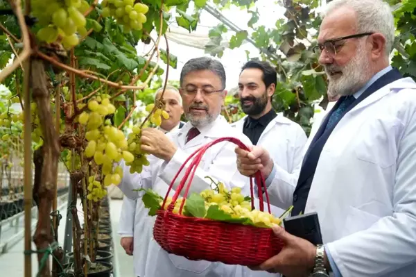 Tarım ve Orman Bakanı Yumaklı, Manisa Bağcılık Araştırma Enstitüsü'nde üzüm hasadına katıldı