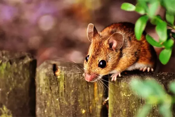 Rüyada fare görmek, ölmüş fare görmek ne anlama gelir? Rüyada fare yakalamak, fare öldürmek, fare yuvası görmek, siyah fare görmek nedir?