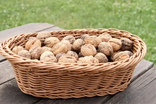 Rüyada ceviz görmek ne anlama geliyor? Rüyada ceviz içi görmek nedir? Rüyada kabuklu ceviz görmek ne demek?