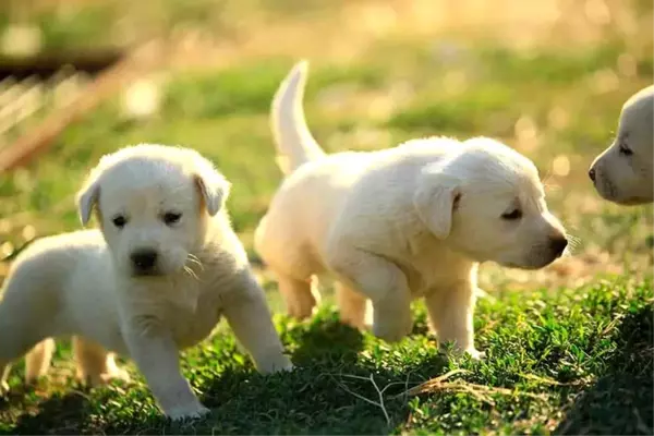 En güzel köpek isimleri! Dişi köpek isimleri, erkek köpek isimleri