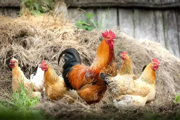 Rüyada tavuk görmek, rüyada ayı görmek, rüyada kurt görmek, rüyada akrep görmek, rüyada böcek görmek nedir? Rüya tabiri ve rüya tabirleri!