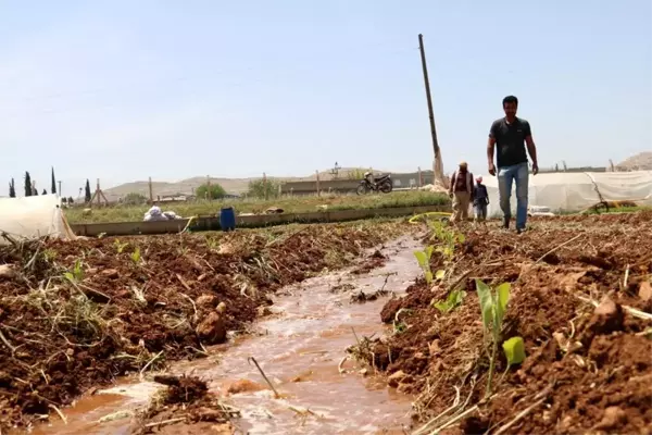 Harran Ovası'nda isot fideleri toprakla buluşuyor