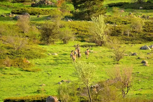 Bolu'da geyik sürüsü doğal yaşamlarında görüntülendi