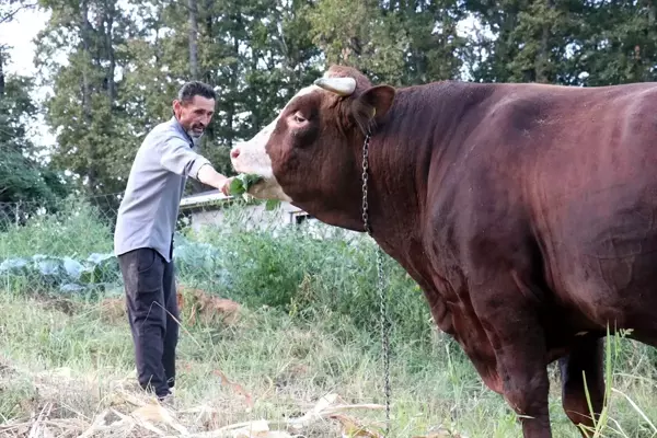 1 ton 800 kilogramlık 'Kocaman' 50 bin liraya alıcısını bekliyor