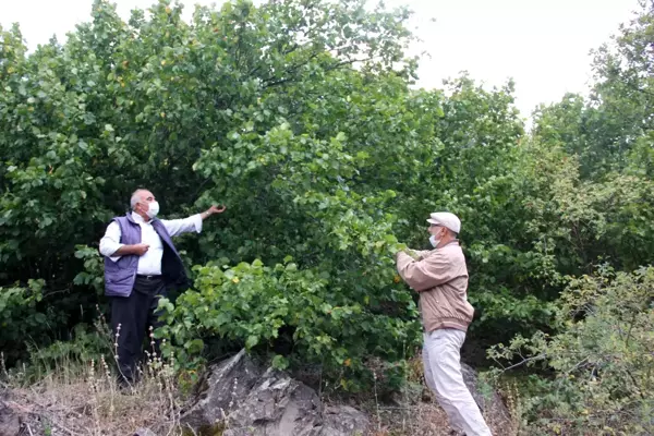 Sivas'ta doğada kendiliğinden yetişen tonlarca fındık dalında çürüyor