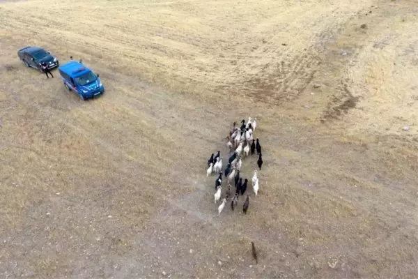 Son dakika haber... Elazığ'da firar eden hayvanlar, 7 kilometre uzakta drone ile bulundu