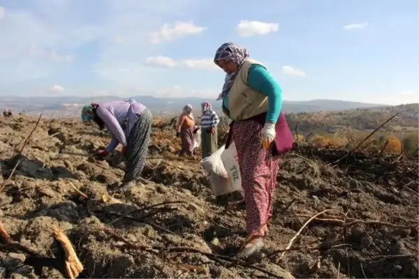 Yanan orman alanı kadın eliyle yeşerecek