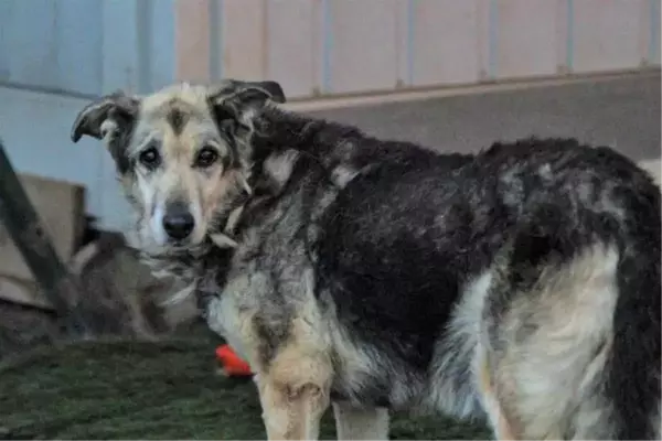 Tiner dökülerek yakılan köpek yaşama tutundu