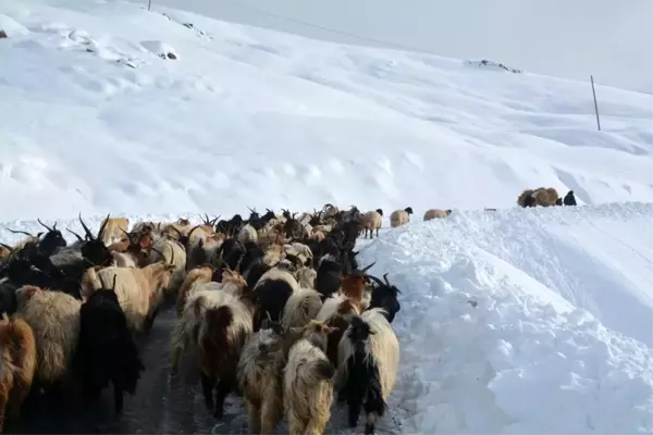 Dağda mahsur kalan koyunlar kurtarıldı