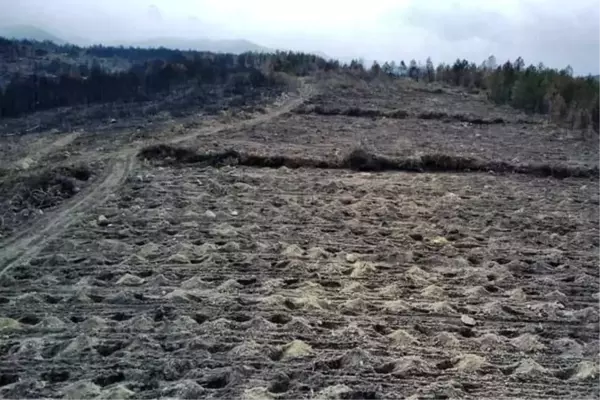 Bolu'da, yangında zarar gören 136 hektarlık alan ağaçlandırılacak