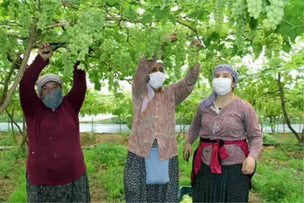 Yılın ilk erkenci üzümleri tarlada kilosu 50 TL'den satıldı