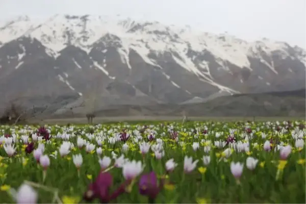 Tunceli'de çiğdem, nergis ve kardelenlerin görsel şöleni