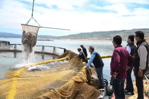 KAYSERİ'DE YETİŞTİRİLEN TÜRK SOMONU, İÇ VE DIŞ PİYASAYA SUNULUYOR