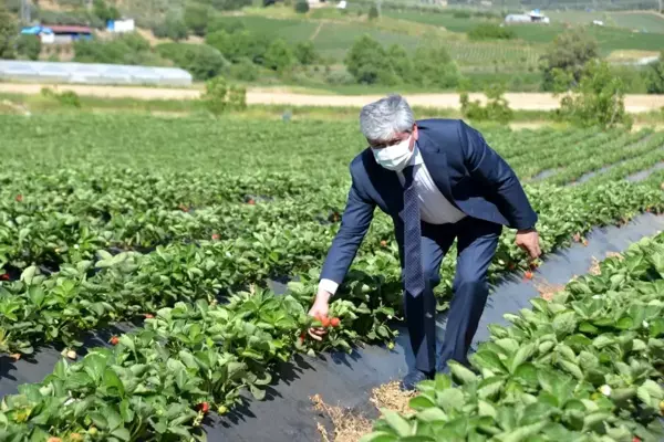 Son dakika: Büyük bir bölümü ihraç edilen Yayladağı çileğinde hasat devam ediyor