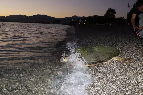 Fethiye'de tedavi edilen caretta caretta denize salındı