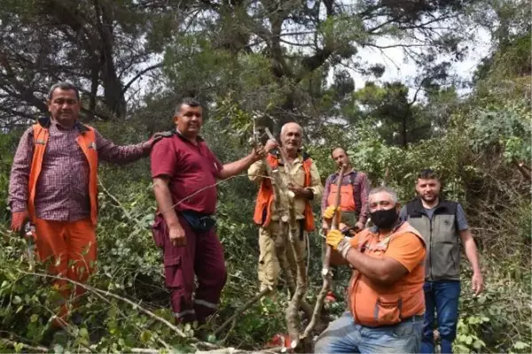 YABANİ KEÇİBOYNUZLARI ORMAN KÖYLÜSÜNÜN GELİR KAPISI OLACAK