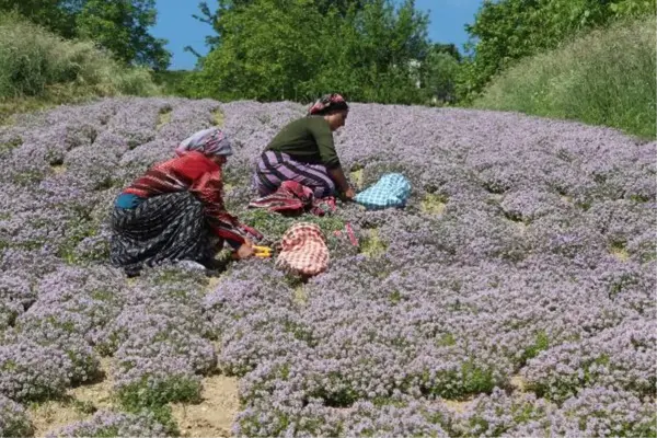 DENEMELER SONUÇ VERDİ, ANTİMİKROBİYAL İÇEREN 'YAYLA KEKİĞİ' ÜRETİMİ ARTIRILIYOR