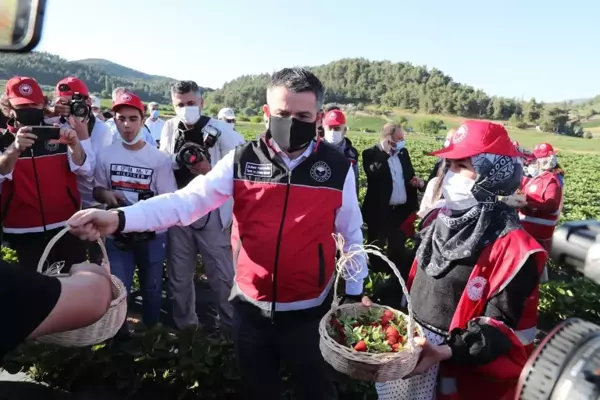 Son dakika haber! Bakan Pakdemirli, Yayladağı ilçesinde çilek hasadına katıldı