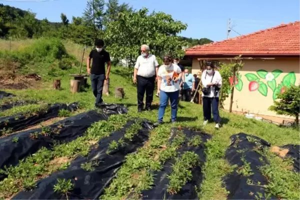 OSMANLI ÇİLEĞİNİN GENİ ARAŞTIRILIYOR