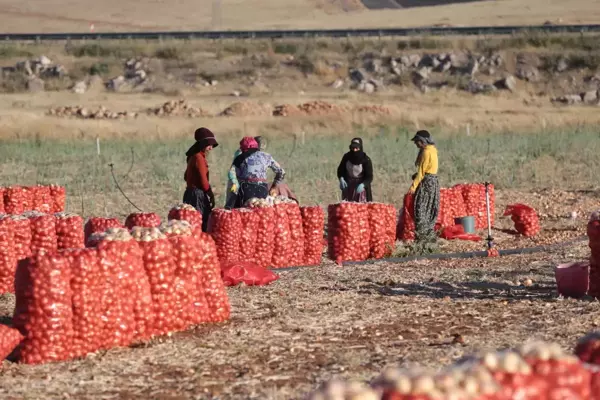 Şanlıurfa'da alternatif ürün ekimi artıyor