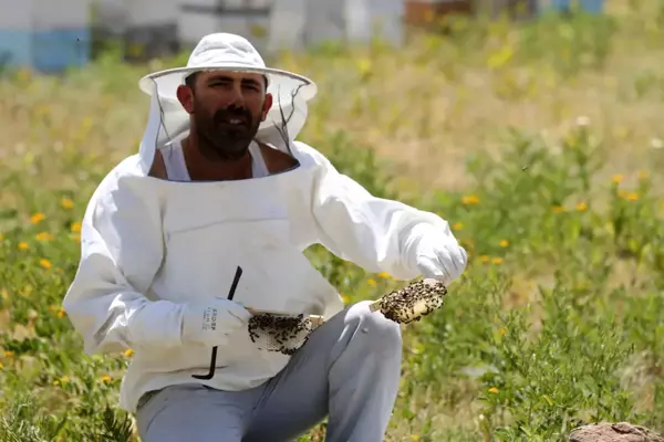 Gezgin arıcıların Muş'un verimli yaylalarına 