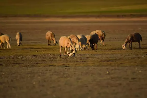 İkinci kuzu doğumunun başladığı Konya'da, yavrularken zorlanan koyunun yardımına çoban yetişti