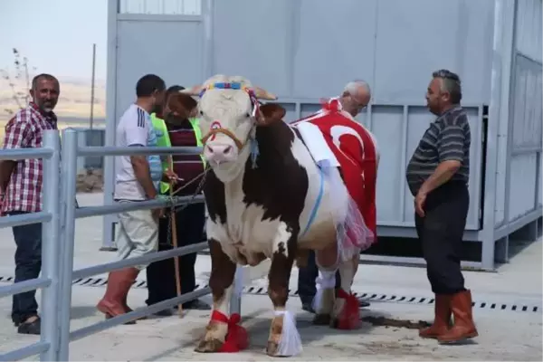 Ankara'da 'Kurban Güzellik Yarışması'