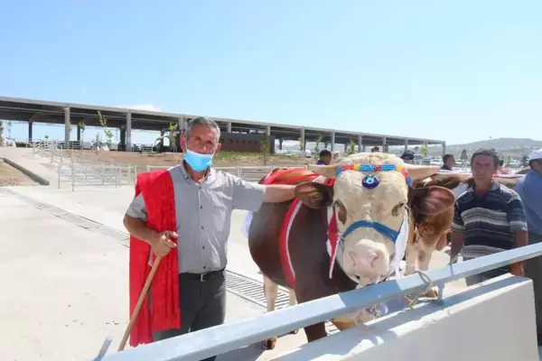 Gölbaşı en güzel kurbanlığını seçti